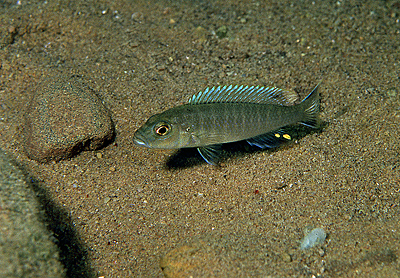 Genyochromis mento 'Chitimba'